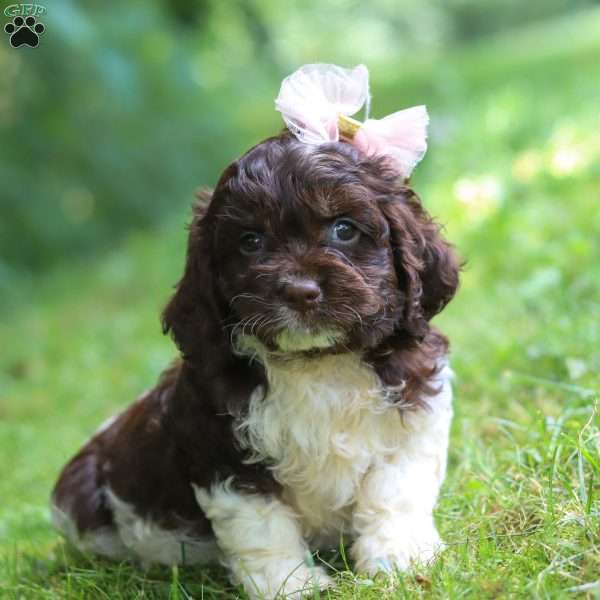 Rosie, Cockapoo Puppy